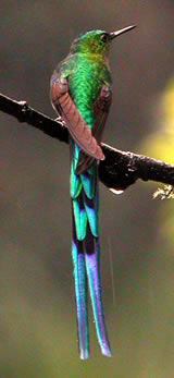 Long-tailed Sylph © John Muddeman